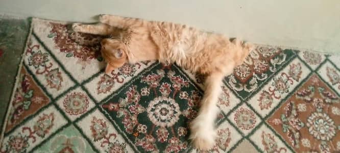 Persian Female cat for Sale 0300=25=25=627