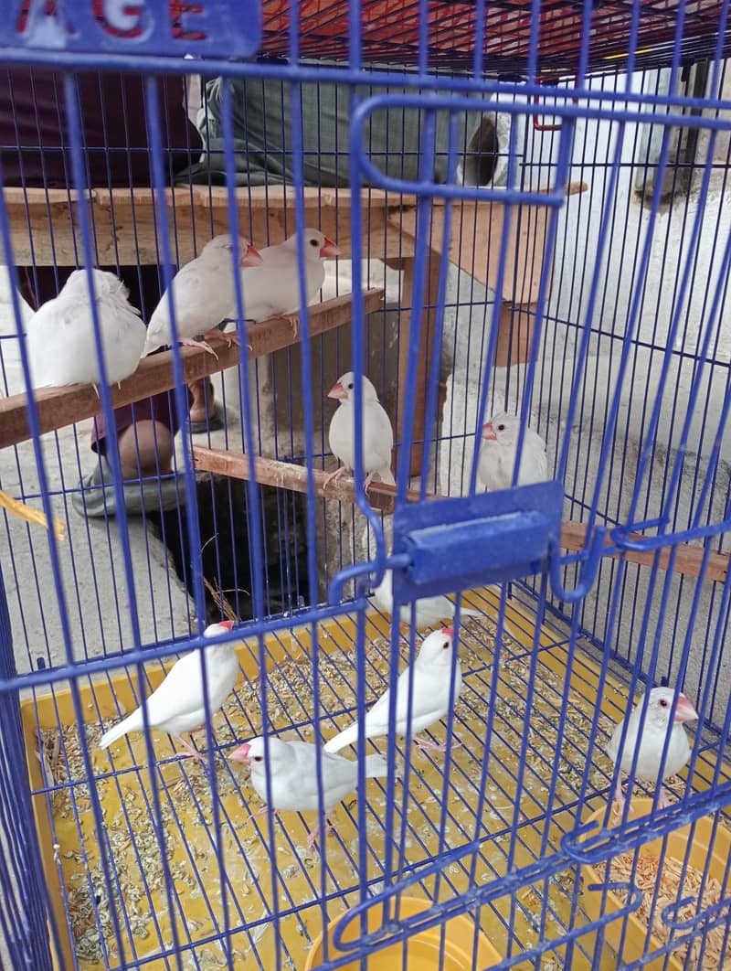 Java finches 0