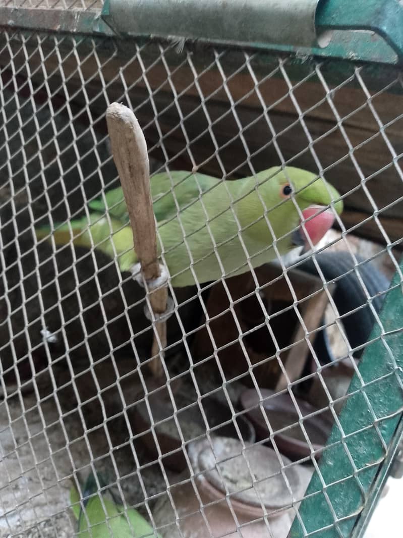 Female 0