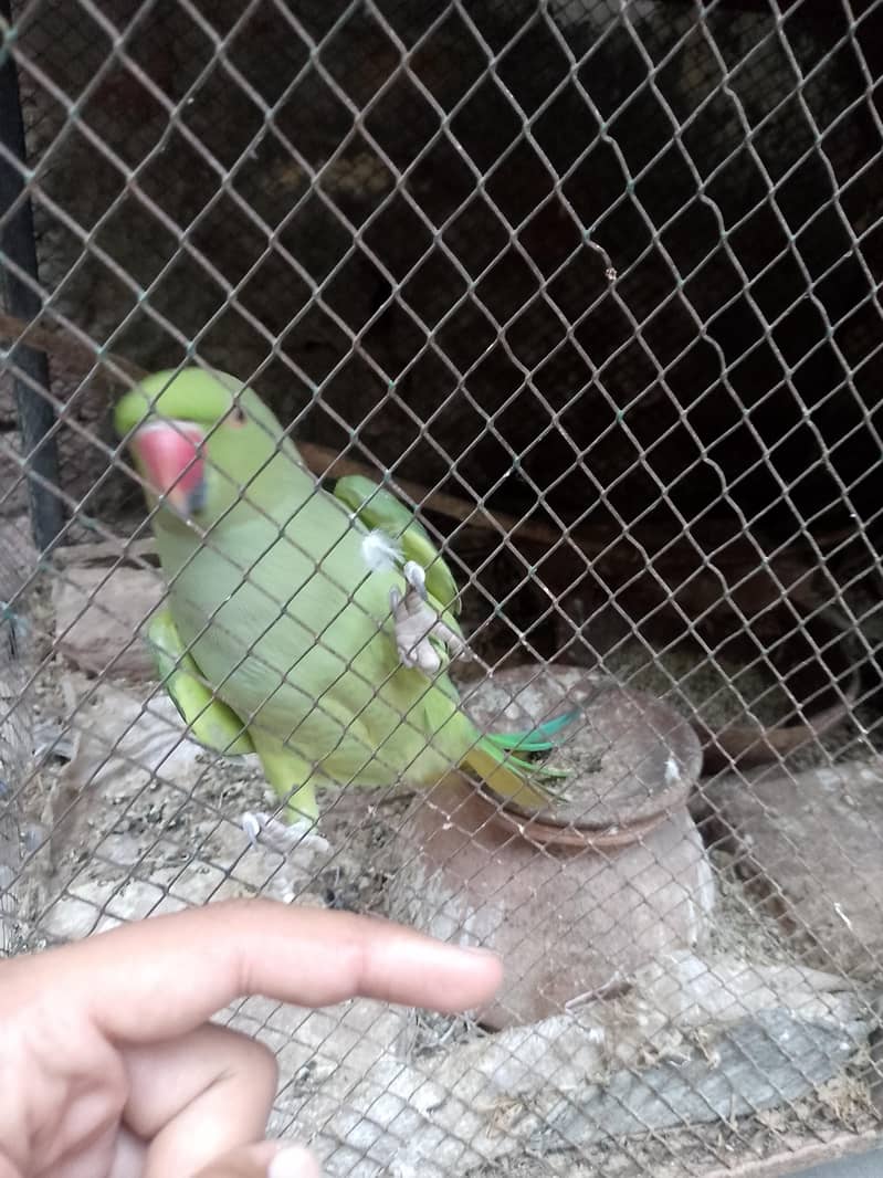 Female 1