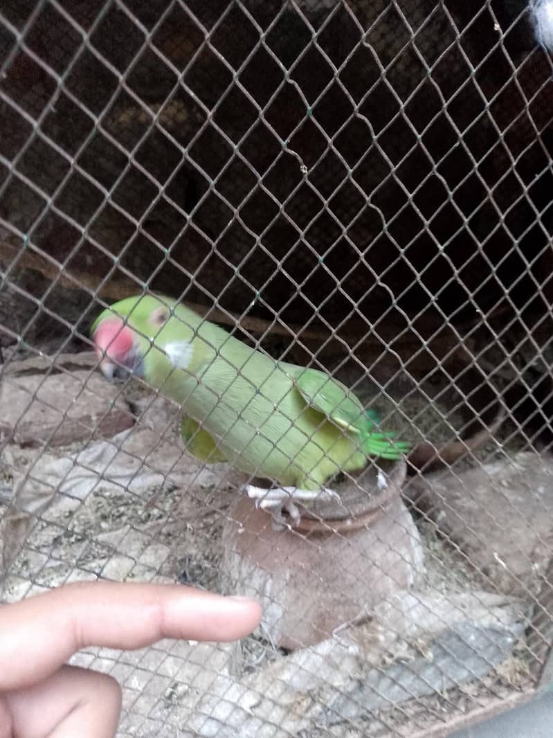 Female 2