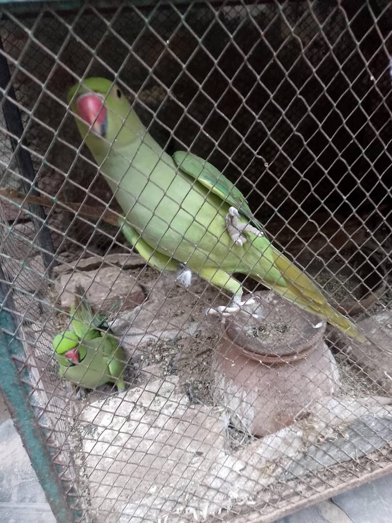Female 3