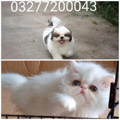 beautiful Shihtzu dog n pure. pershion import quality kitten available