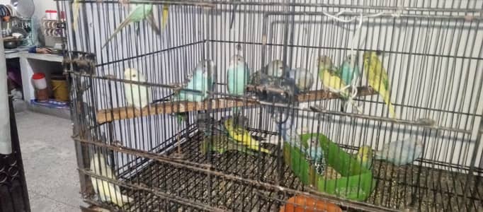 Australia parrots 03099076910