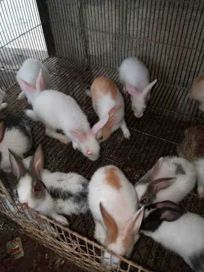 Colour full baby rabbits