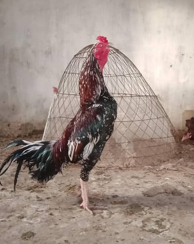 aseel murgi and murgi all sal video Whatsapp