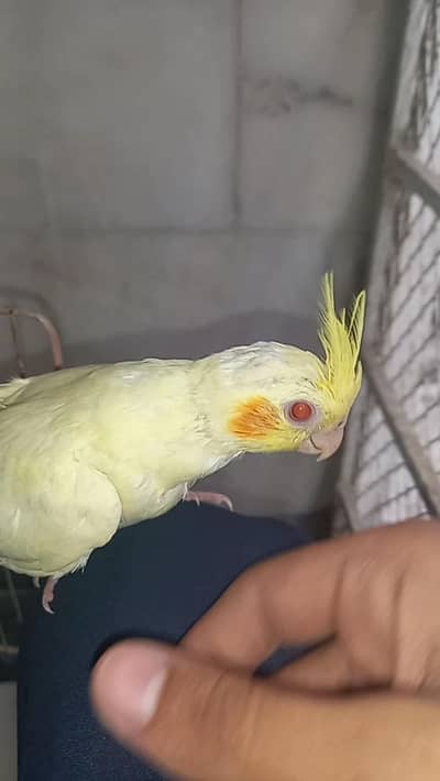 Hand tame cocktails baby age 2 months + healthy and active