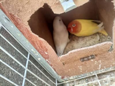 love birds for sale