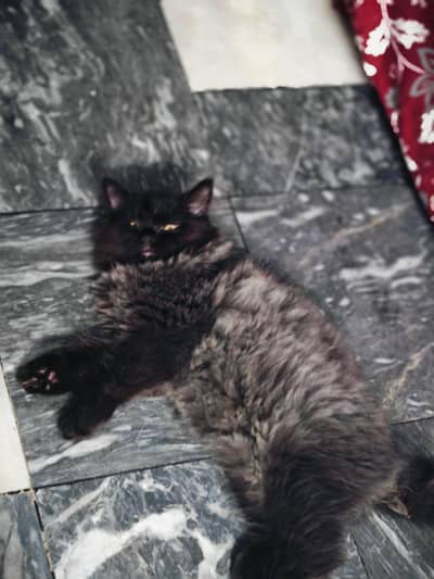 3 Persian Cats For Sale