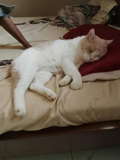 Persian cat male 1 year age white and light brown colour 03128886987