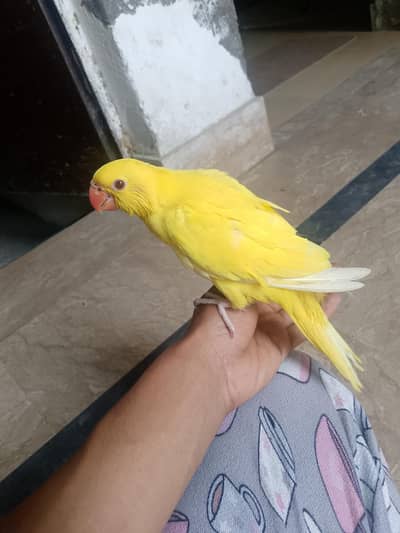 yellow ringnack chick