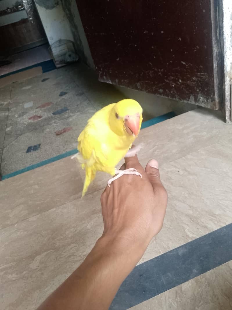 yellow ringnack chick 1
