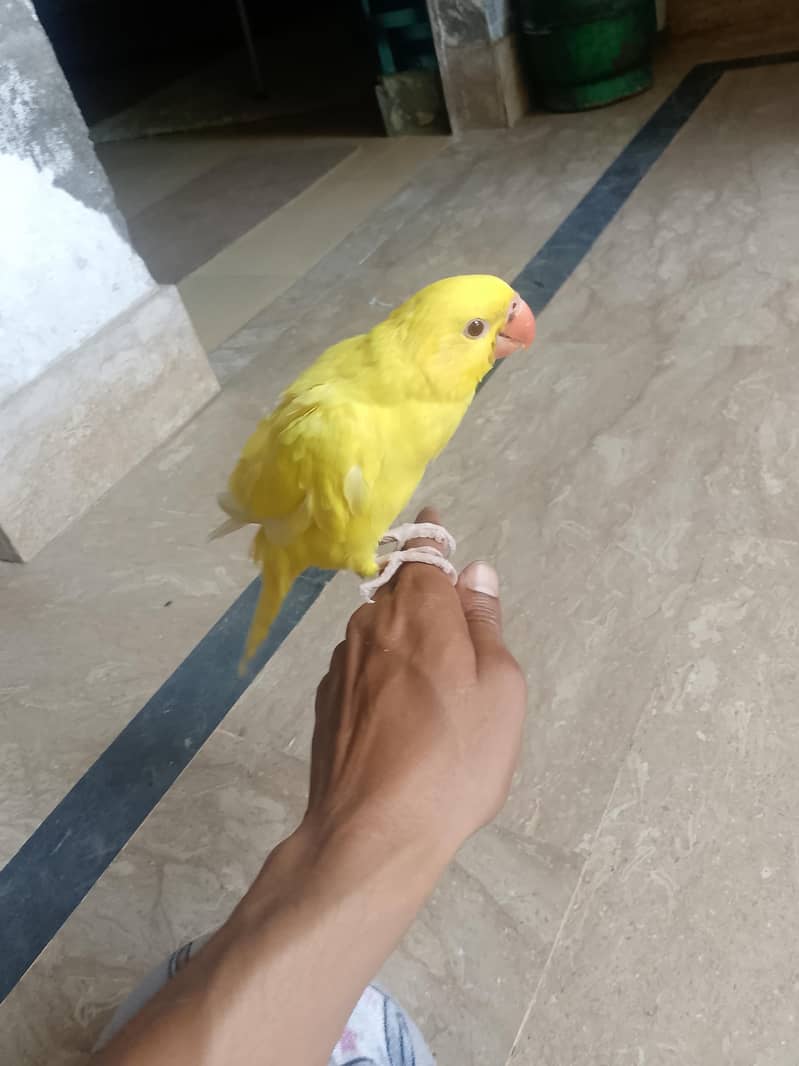 yellow ringnack chick 2