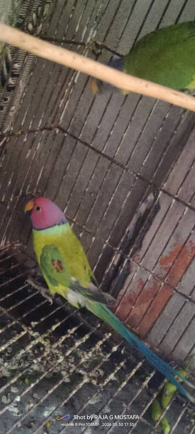 Plumhead parrot