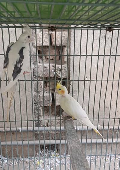 cocktail breader pair