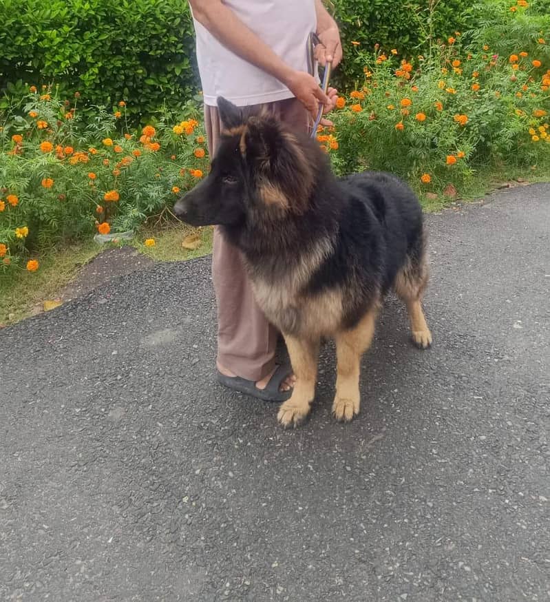 German shepherd 1