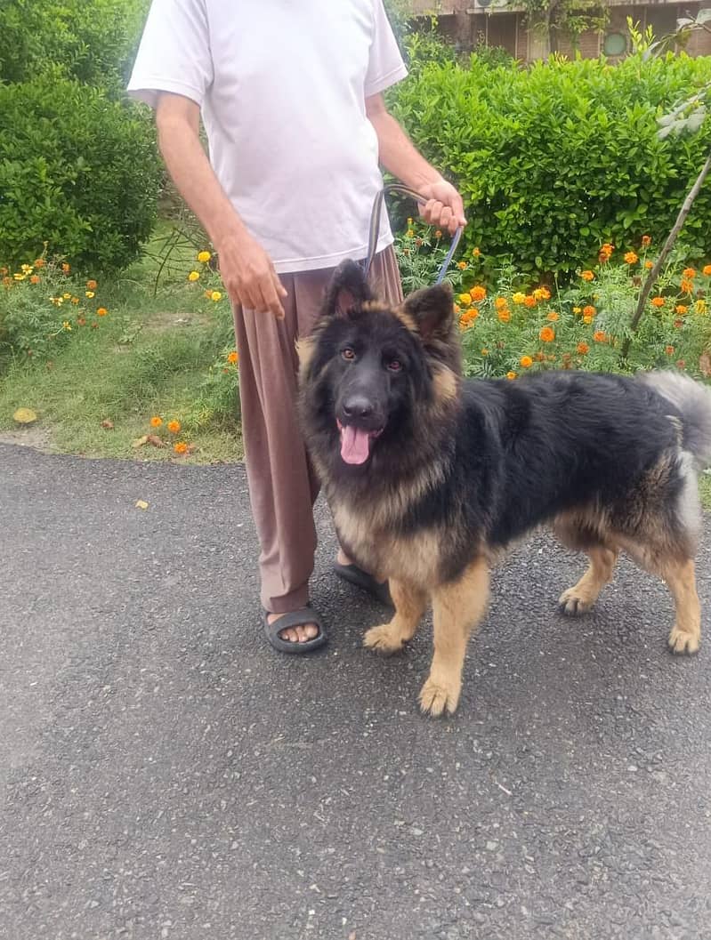 German shepherd 2