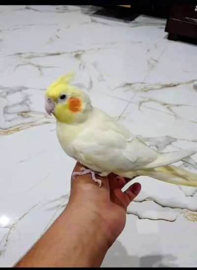 hand tammed cocktail
