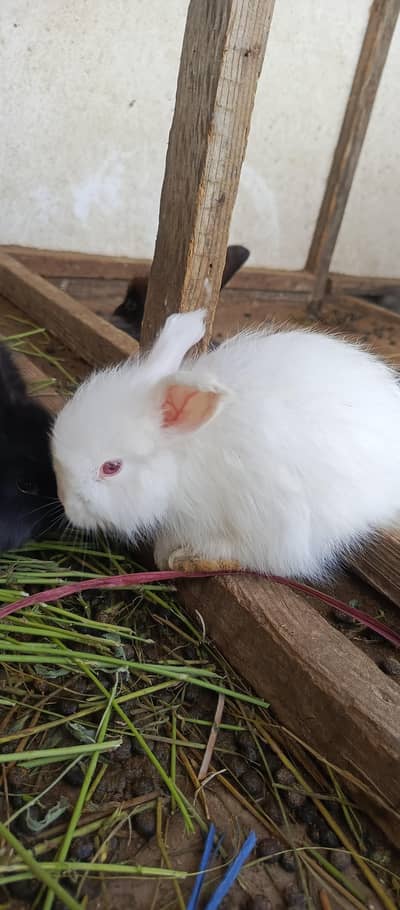 IMPORTED ENGLISH ANGORA RABBITS