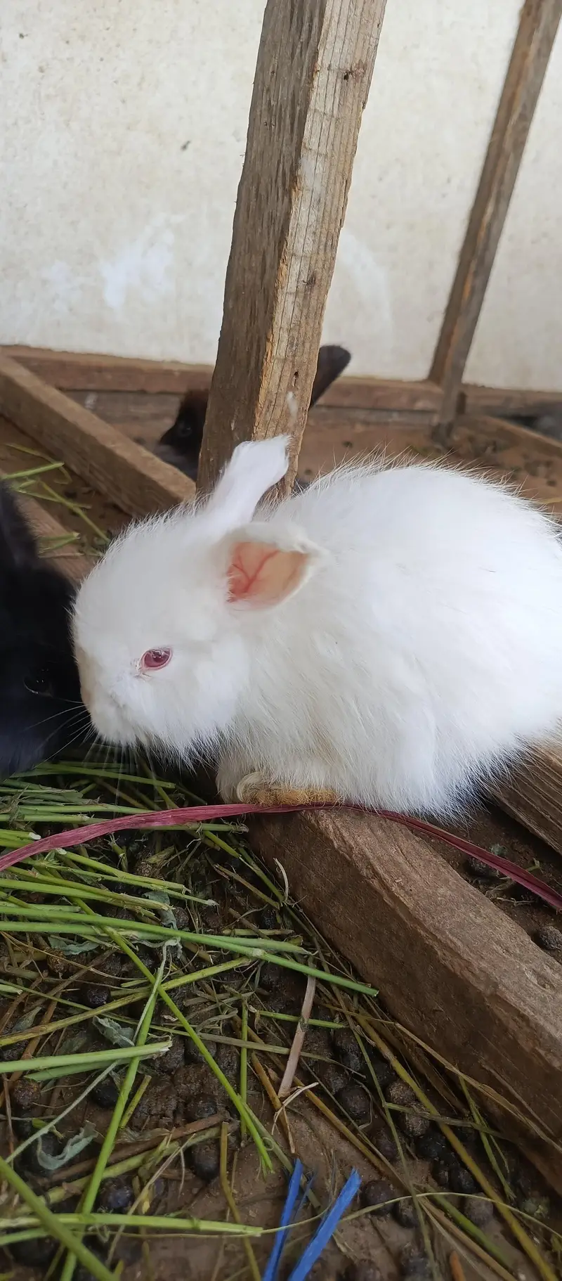 IMPORTED ENGLISH ANGORA RABBITS