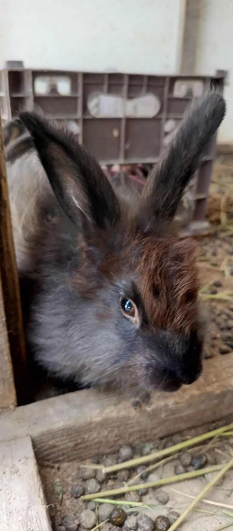 IMPORTED ENGLISH ANGORA RABBITS — photo 2