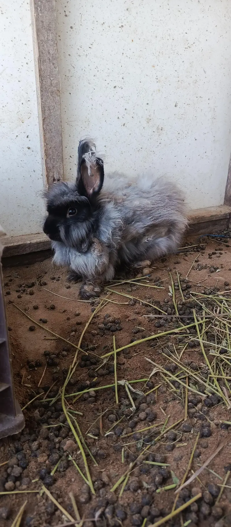 IMPORTED ENGLISH ANGORA RABBITS — photo 3