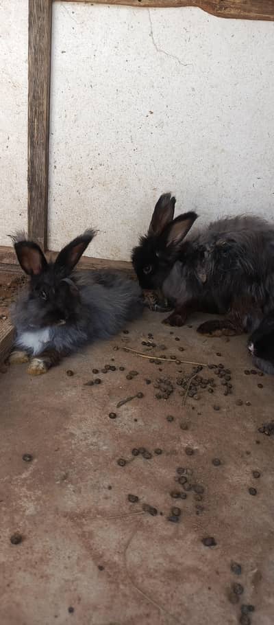 IMPORTED ENGLISH ANGORA RABBITS