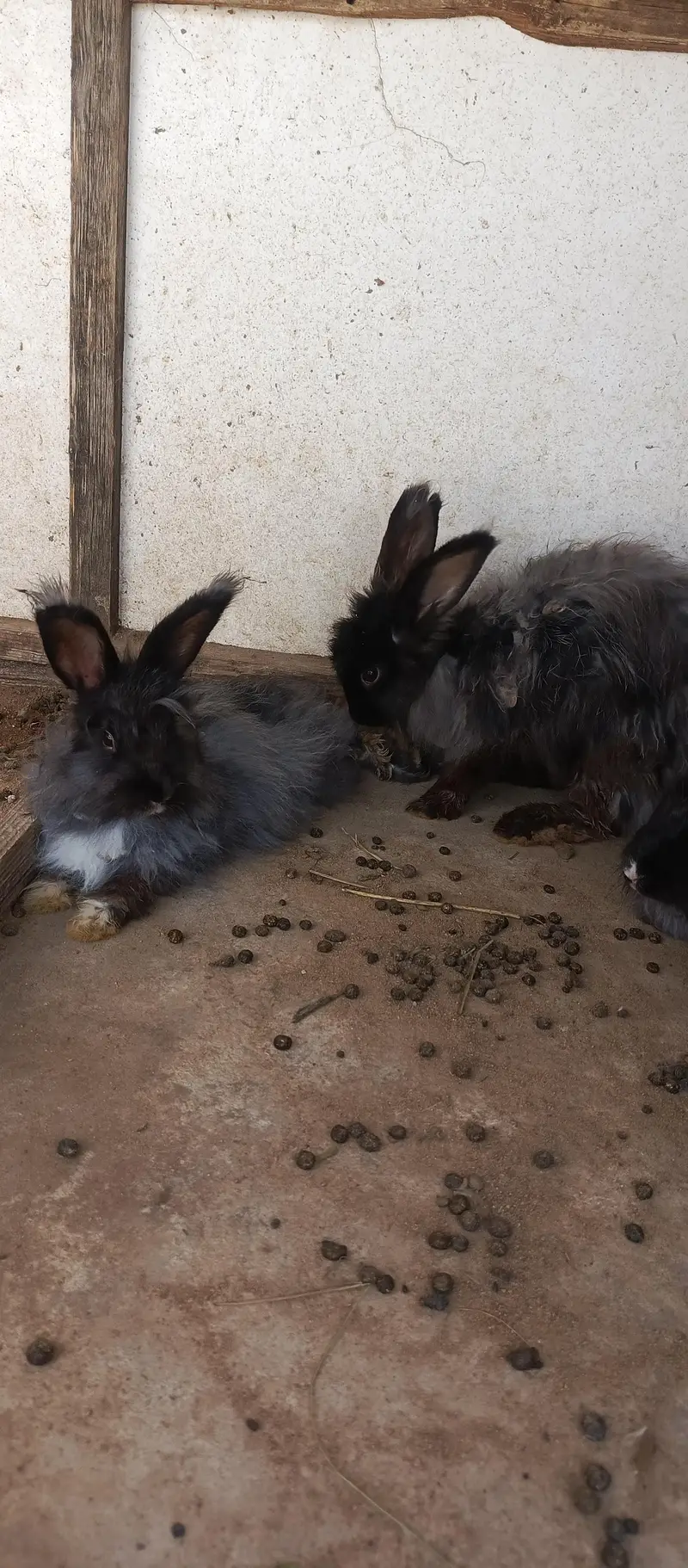 IMPORTED ENGLISH ANGORA RABBITS — photo 4