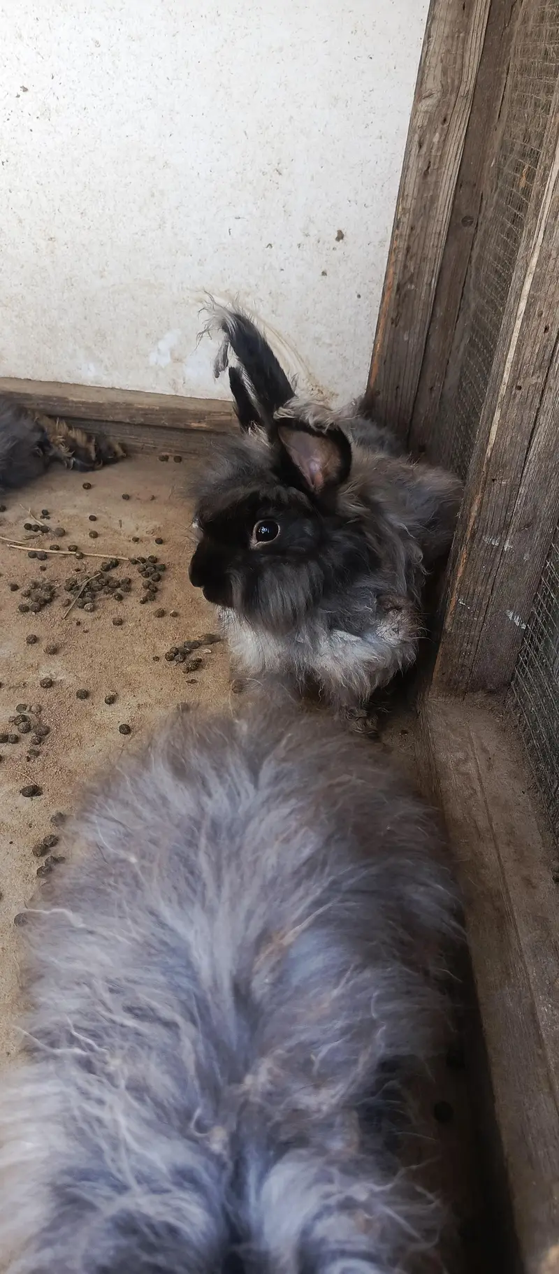 IMPORTED ENGLISH ANGORA RABBITS — photo 5