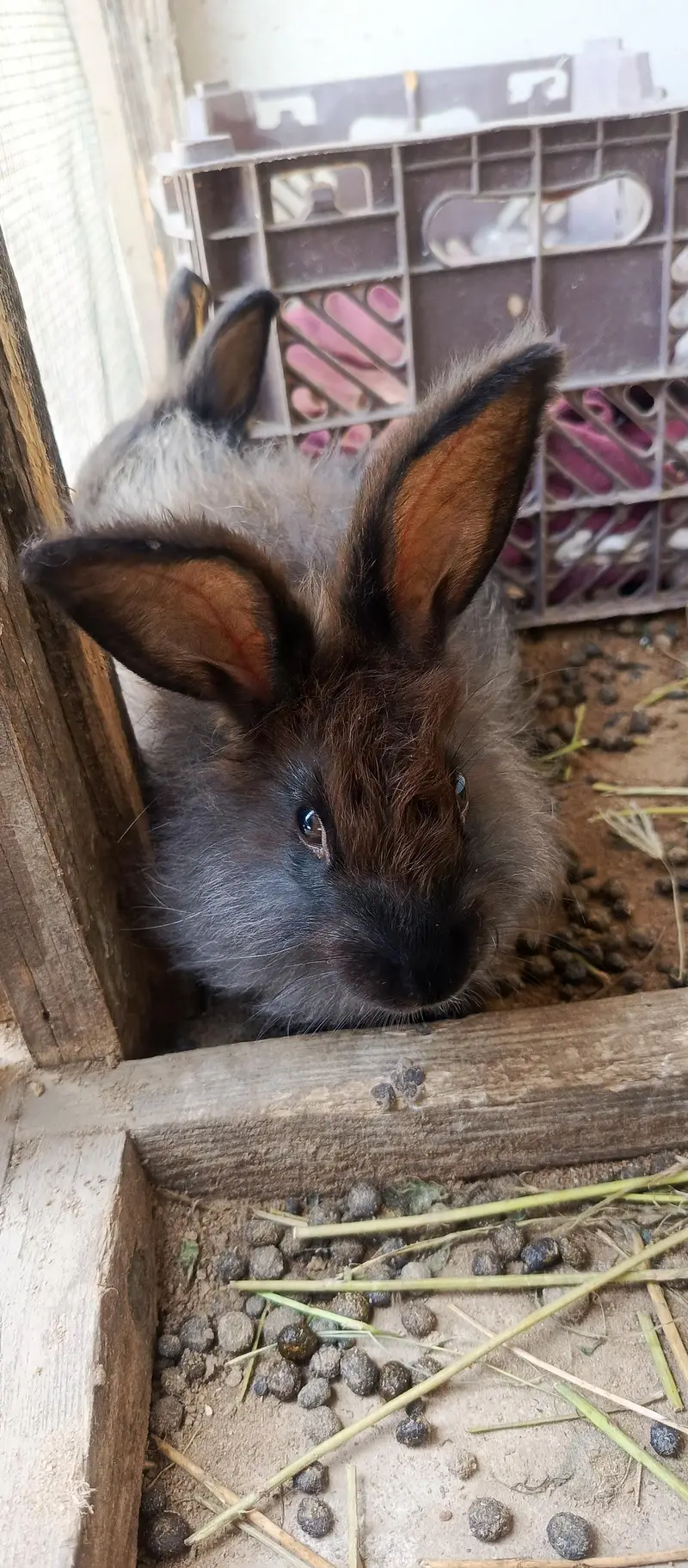 IMPORTED ENGLISH ANGORA RABBITS — photo 6