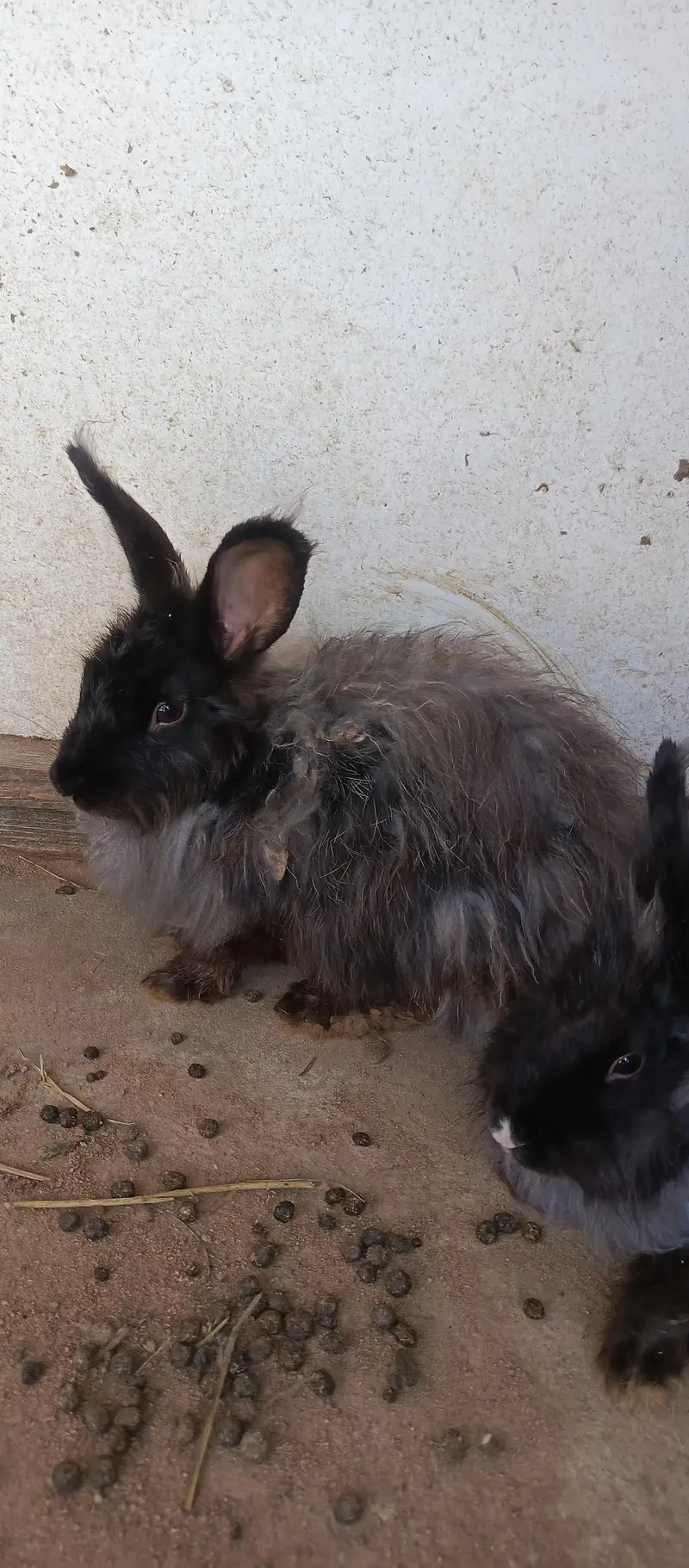 IMPORTED ENGLISH ANGORA RABBITS — photo 7