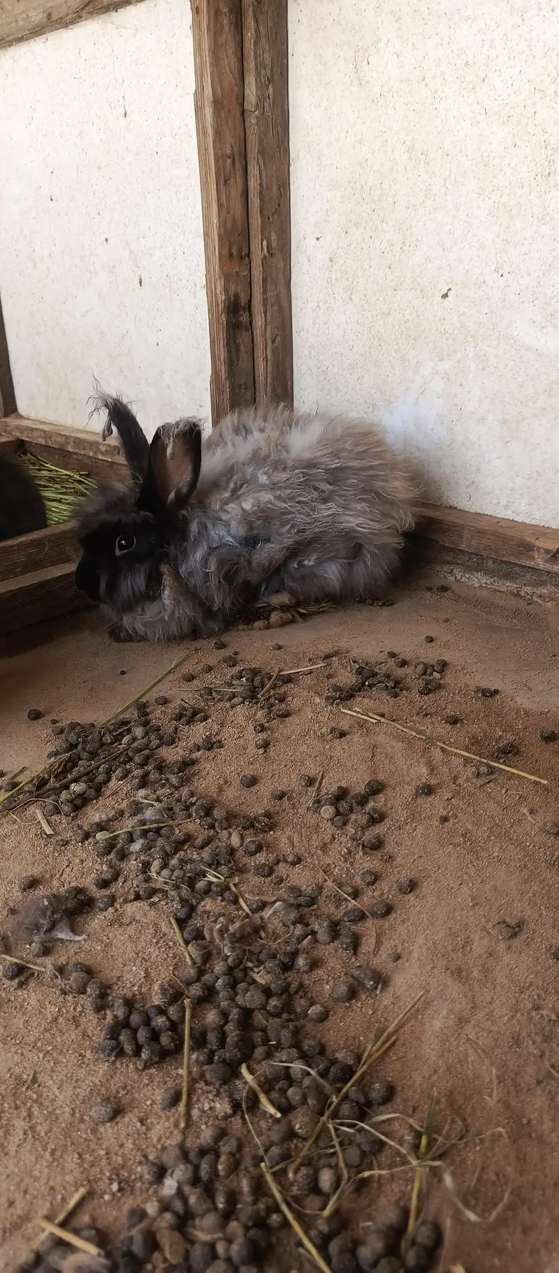 IMPORTED ENGLISH ANGORA RABBITS — photo 8