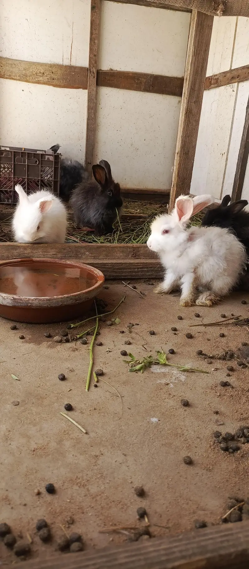 IMPORTED ENGLISH ANGORA RABBITS — photo 9