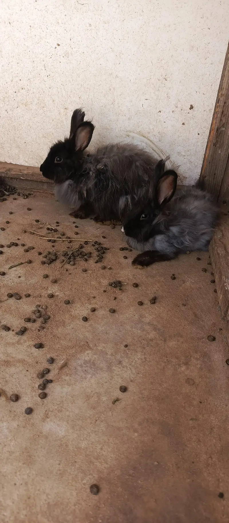 IMPORTED ENGLISH ANGORA RABBITS — photo 10