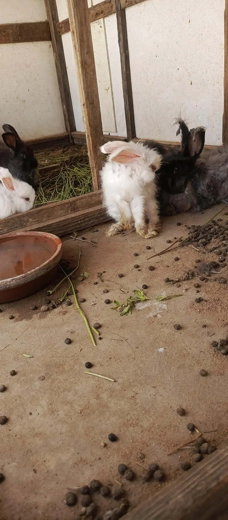 IMPORTED ENGLISH ANGORA RABBITS — photo 11