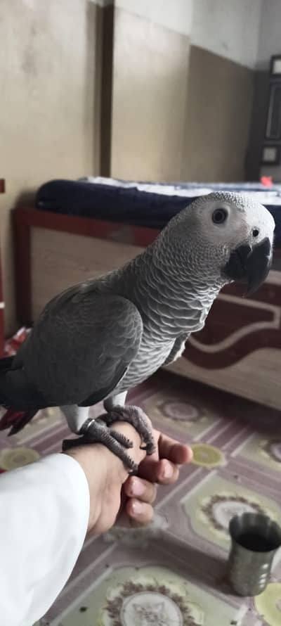 African gray parrot