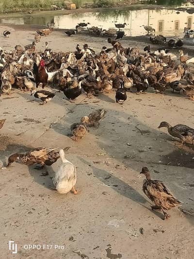 duck form for sale