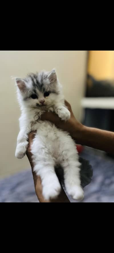 Persian kitten male for sale fixed price