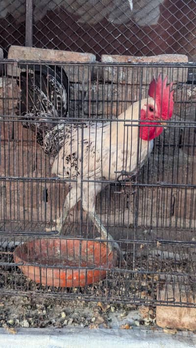 Egypt Fayoumi Breeder Male