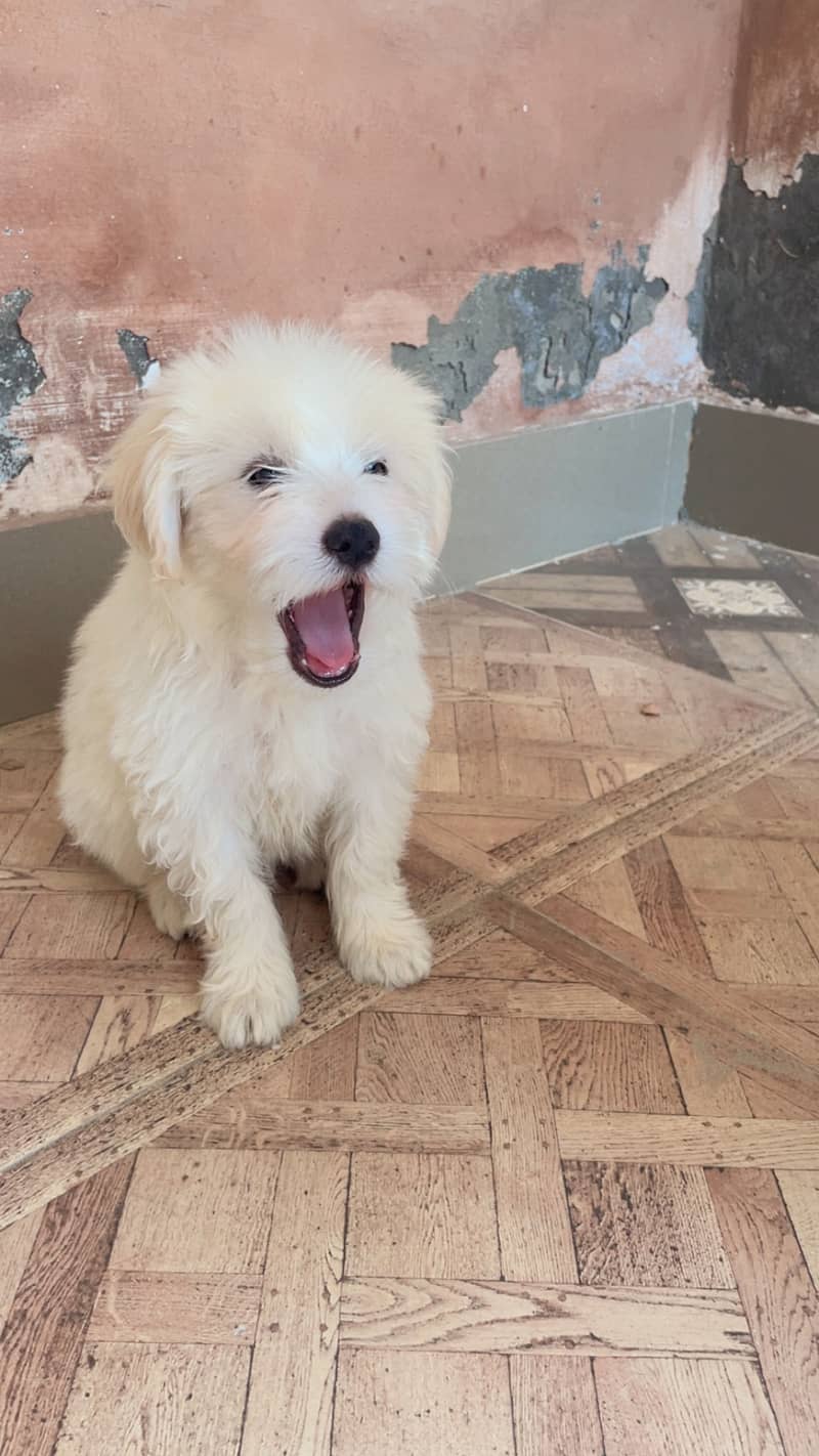 Maltese pupies | imported puppies | Maltese pair for sale 12