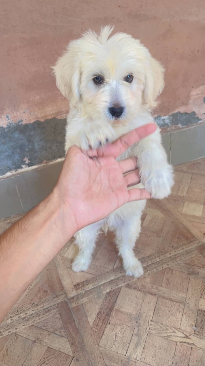 Maltese pupies | imported puppies | Maltese pair for sale 13