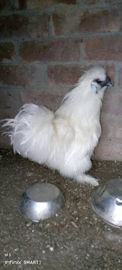 Desi hen or Silkie murga