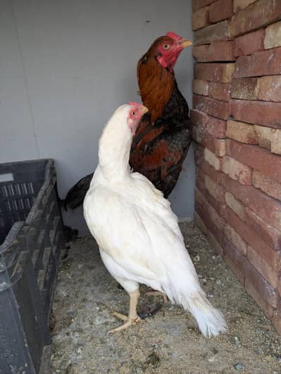 Aseel Pair and Thai Chicks