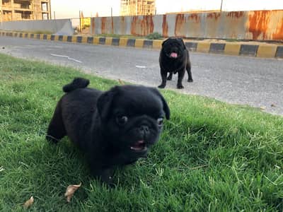 Black and Fawn puppies