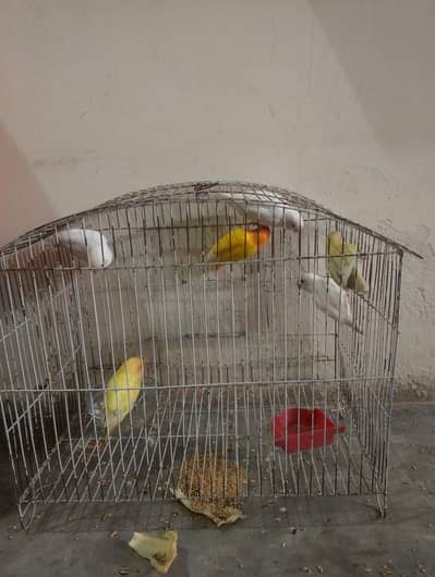 love birds