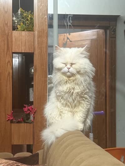 Triple coated Persian male cat for sale