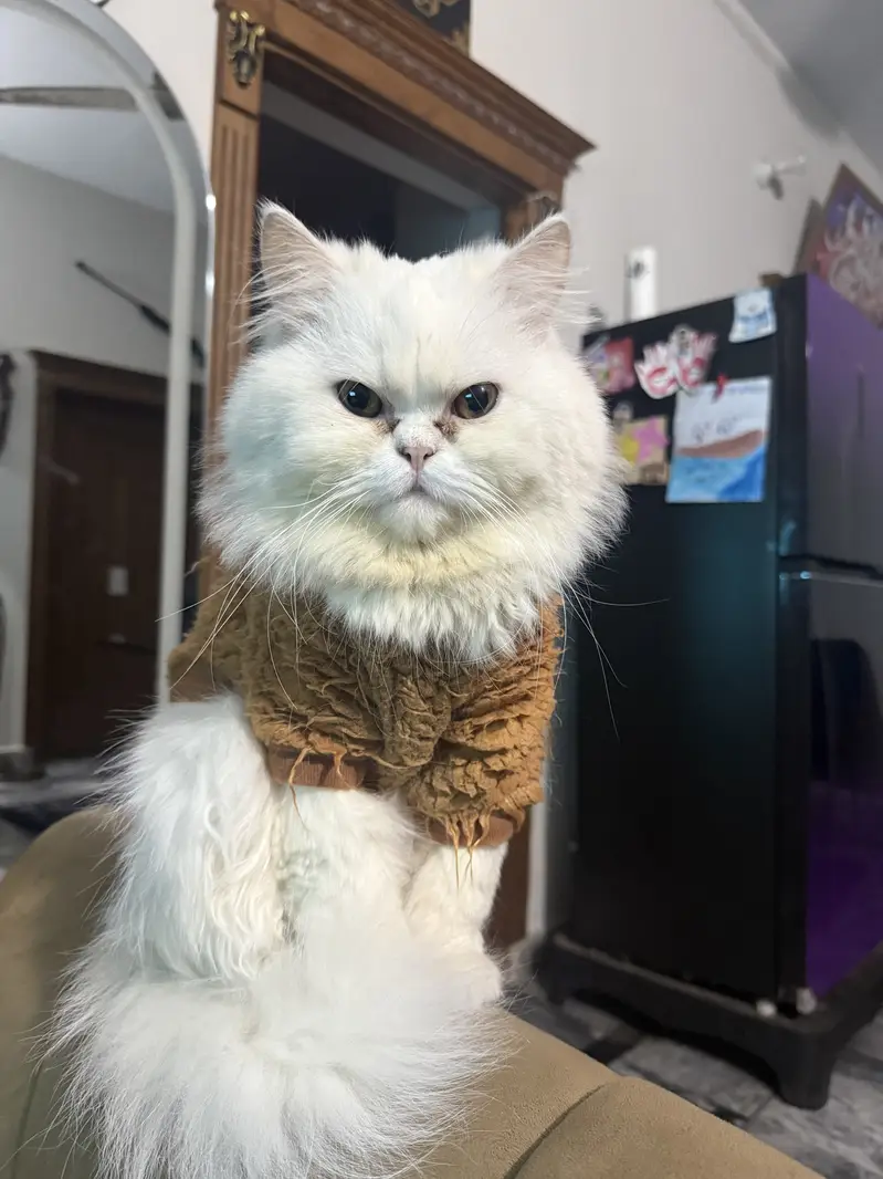 Triple coated Persian male cat for sale — photo 2