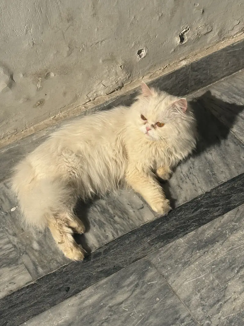 Triple coated Persian male cat for sale — photo 3