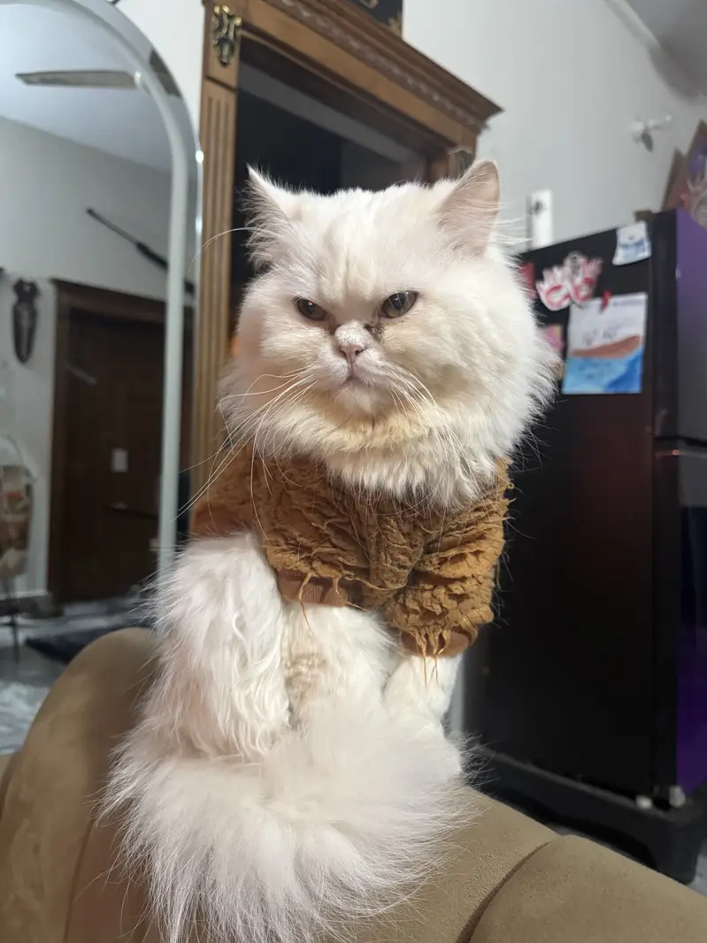 Triple coated Persian male cat for sale — photo 4