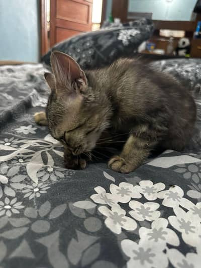 kitten